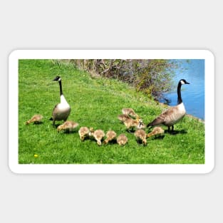 Canada Goose Family Sticker